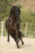 Andaluský kůň-černý 001.JPG